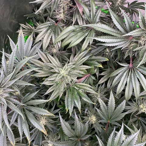 Misc x (LA Kush x Zkittles) #04 10.54g growlog timeline photo