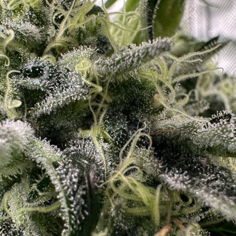 CxLAZ #24 37.13g growlog timeline photo