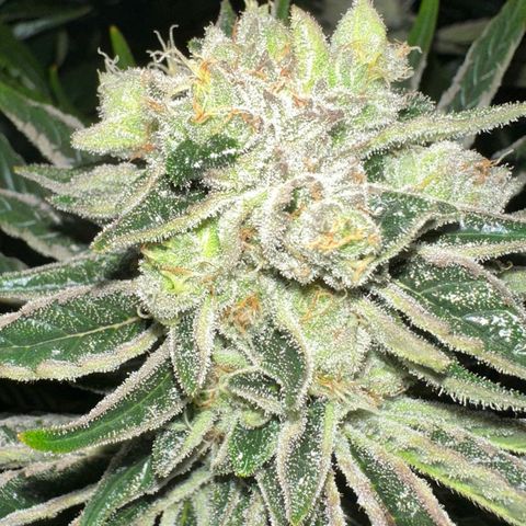 CxLAZ #16 50.72g growlog timeline photo