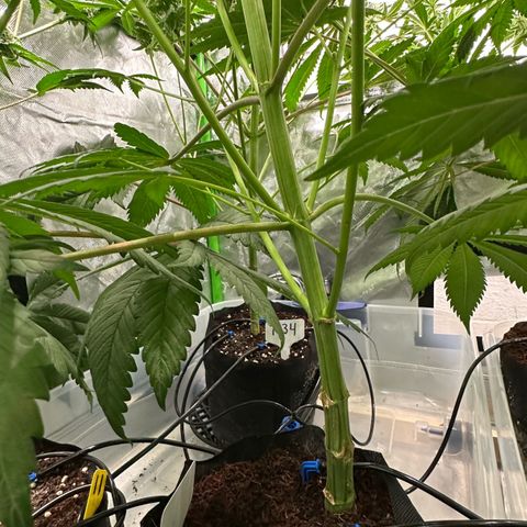 Misc x (LA Kush x Zkittles) #04 10.54g growlog timeline photo