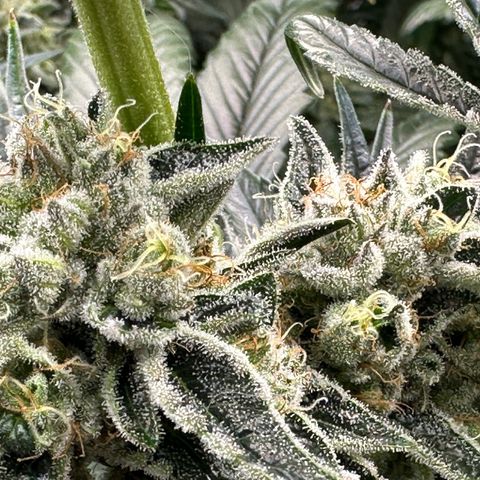 Misc x (LA Kush x Zkittles) #26 60.7g growlog timeline photo