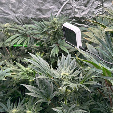 CxLAZ #16 50.72g growlog timeline photo