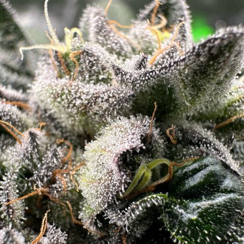 Misc x (LA Kush x Zkittles) #27 33.12g growlog timeline photo