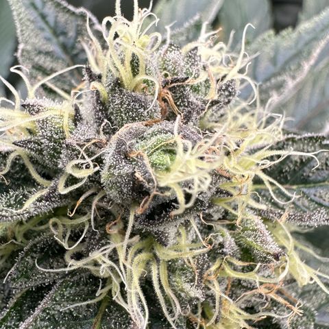 CxLAZ #11 50.28g growlog timeline photo