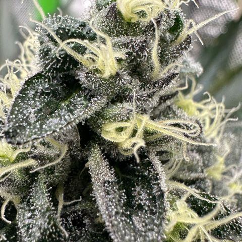 CxLAZ #24 37.13g growlog timeline photo