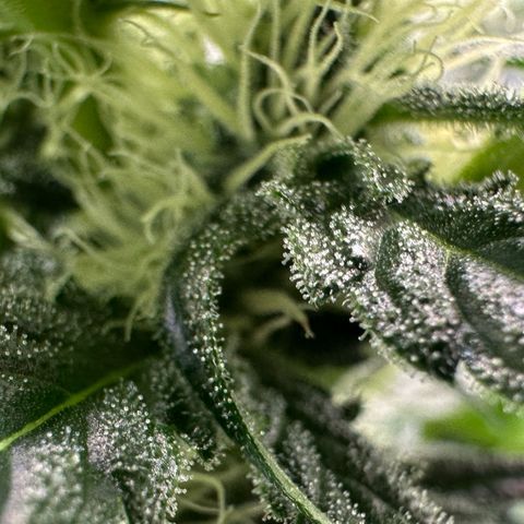 CxLAZ #15 52g growlog timeline photo