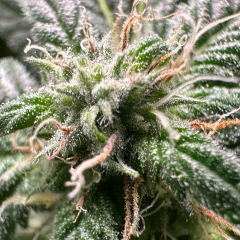CxLAZ #03 45.52g growlog photo: Pollen sac from training on Tuesday