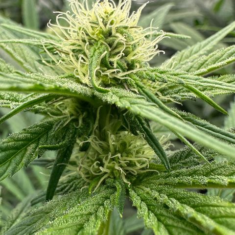 Misc x (LA Kush x Zkittles) #26 60.7g growlog timeline photo