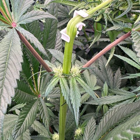 Misc x (LA Kush x Zkittles) #27 33.12g growlog photo: Trained top 