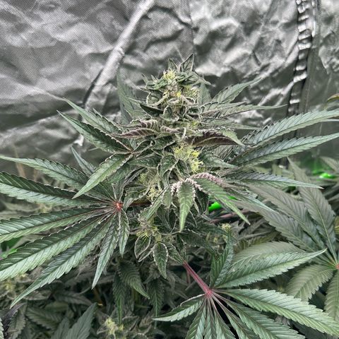 CxLAZ #03 45.52g growlog timeline photo