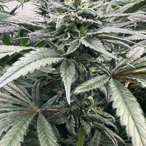 Misc x (LA Kush x Zkittles) #33 19.08g growlog timeline photo