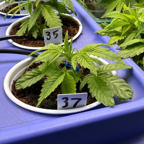 MiscxLAZ #37 C growlog timeline photo