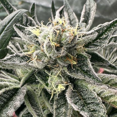 Misc x (LA Kush x Zkittles) #34 15.68g growlog timeline photo