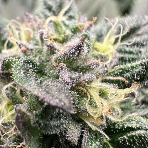 Misc x (LA Kush x Zkittles) #35 28.55g growlog timeline photo