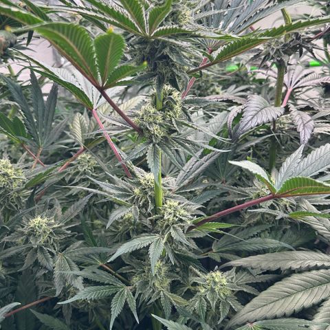 CxLAZ #16 50.72g growlog timeline photo