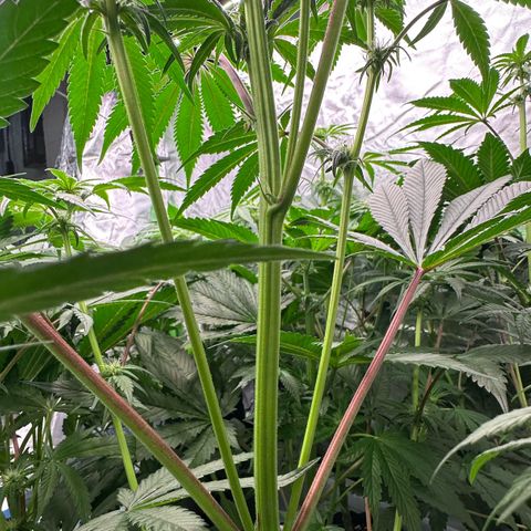CxLAZ #03 45.52g growlog timeline photo