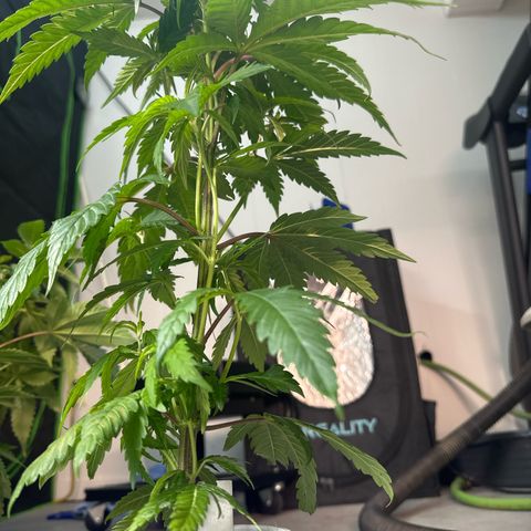 MiscxLAZ #22 C 42.33g growlog timeline photo