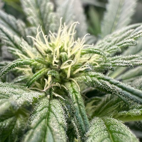 Misc x (LA Kush x Zkittles) #33 19.08g growlog timeline photo