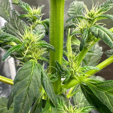 Auto Think Different  #3 growlog timeline photo