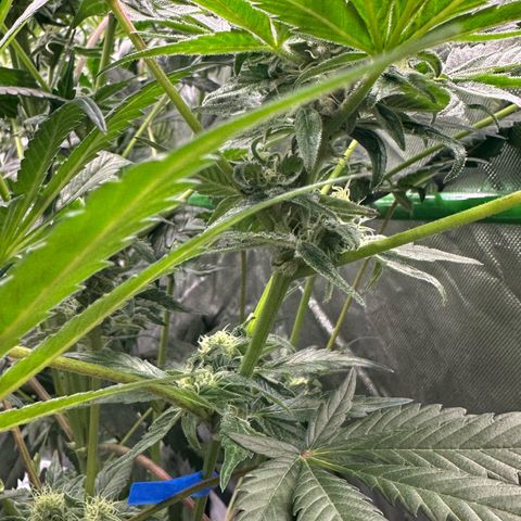 Misc x (LA Kush x Zkittles) #37 42.26g growlog timeline photo
