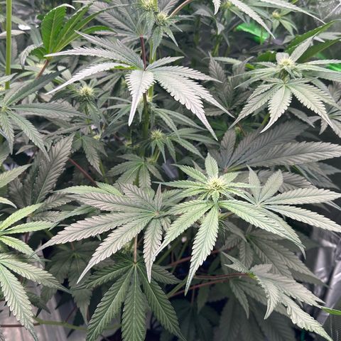 CxLAZ #06 growlog timeline photo