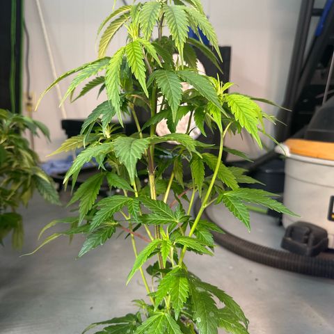 MiscxLAZ #29 C growlog timeline photo