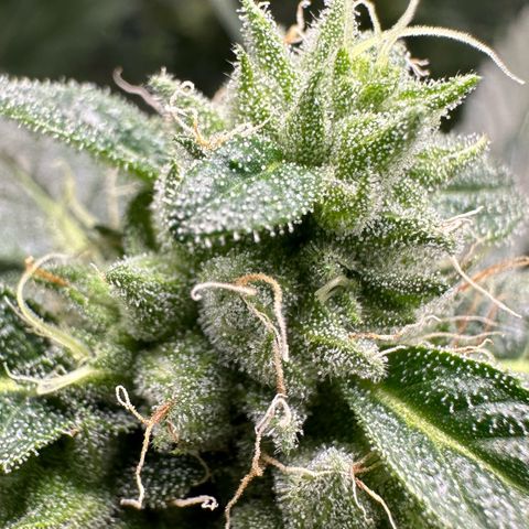 CxLAZ #06 growlog timeline photo