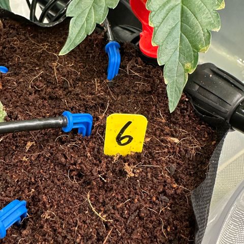 CxLAZ #06 growlog timeline photo