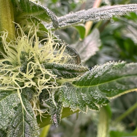 CxLAZ #20 13.7g growlog timeline photo