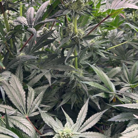 CxLAZ #06 growlog timeline photo