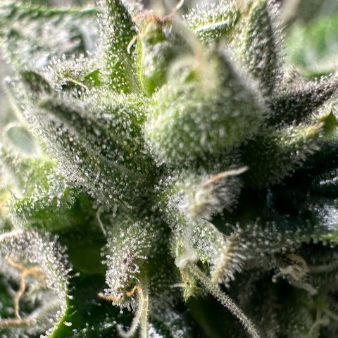 Misc x (LA Kush x Zkittles) #26 60.7g growlog timeline photo