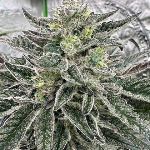 Misc x (LA Kush x Zkittles) #22 34.14g growlog timeline photo
