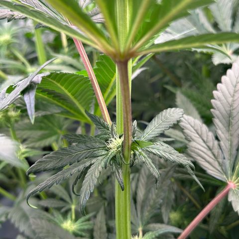 Misc x (LA Kush x Zkittles) #33 19.08g growlog timeline photo