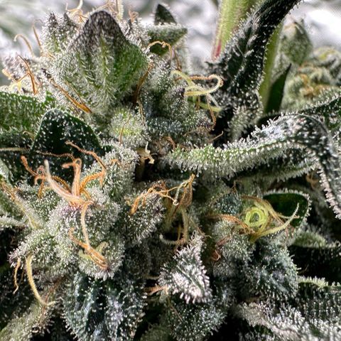 Misc x (LA Kush x Zkittles) #27 33.12g growlog timeline photo