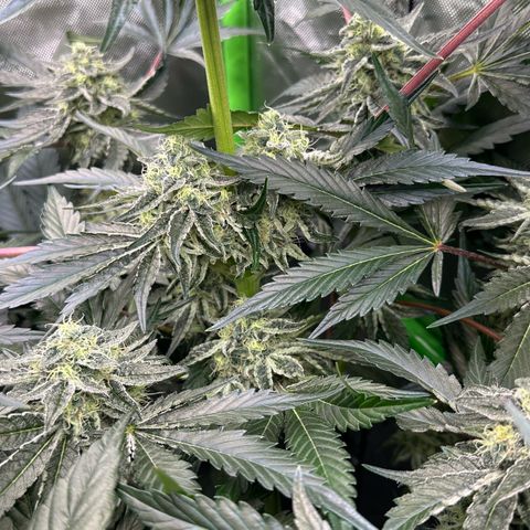 CxLAZ #24 37.13g growlog timeline photo