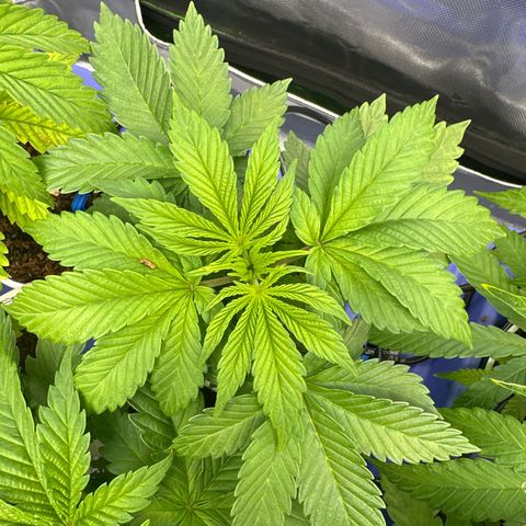 Fuel D.OG #2 Female 49.44g M growlog timeline photo
