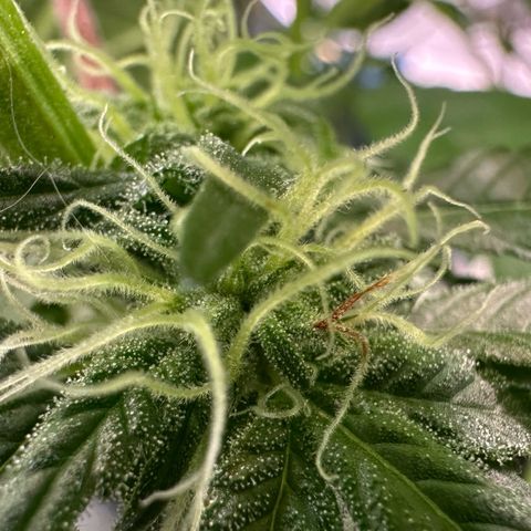 CxLAZ #03 45.52g growlog photo: Pollen sac from training on Tuesday