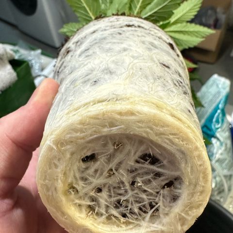 Fuel D.OG #2 Female 49.44g M growlog photo: Transplanted into 1 gal pot