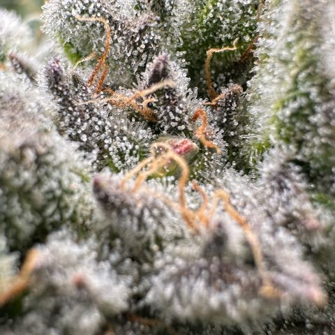 Misc x (LA Kush x Zkittles) #26 60.7g growlog timeline photo