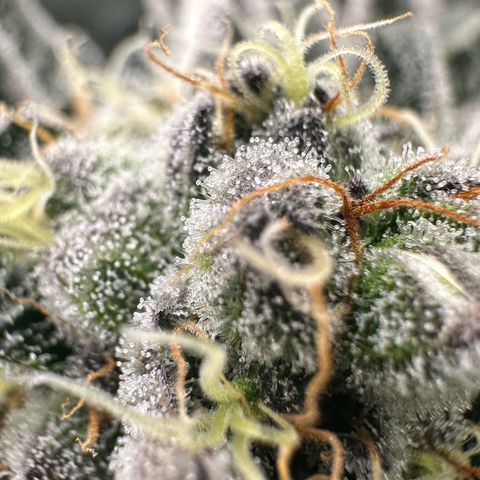 Misc x (LA Kush x Zkittles) #34 15.68g growlog timeline photo