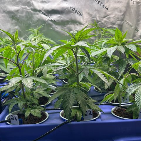 Shaman growlog timeline photo