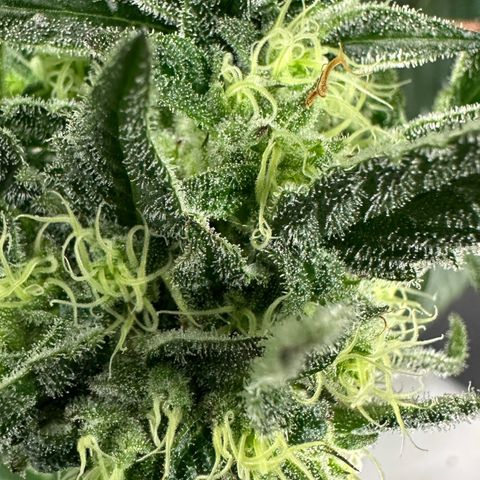 CxLAZ #31 58.75g growlog timeline photo
