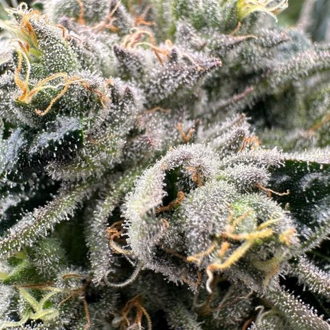 Misc x (LA Kush x Zkittles) #26 60.7g growlog timeline photo