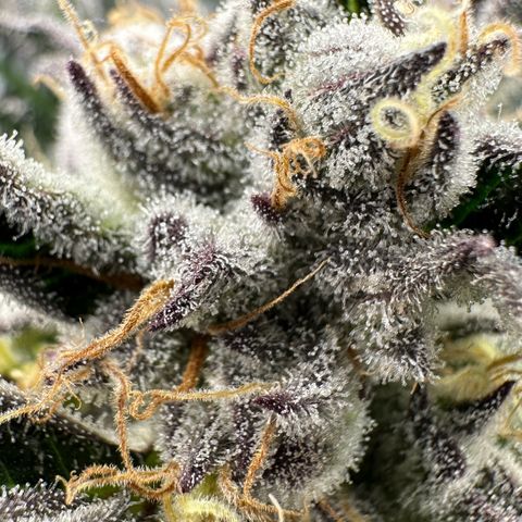 Misc x (LA Kush x Zkittles) #37 42.26g growlog timeline photo