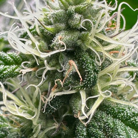 CxLAZ #31 58.75g growlog timeline photo