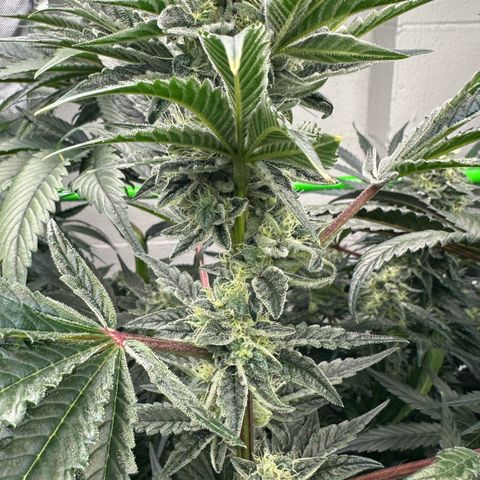 Misc x (LA Kush x Zkittles) #23 28.19g growlog timeline photo