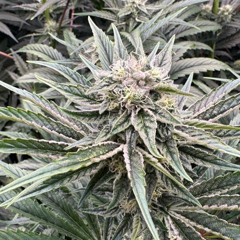 Misc x (LA Kush x Zkittles) #26 60.7g growlog timeline photo