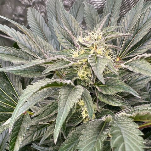 Misc x (LA Kush x Zkittles) #37 42.26g growlog timeline photo