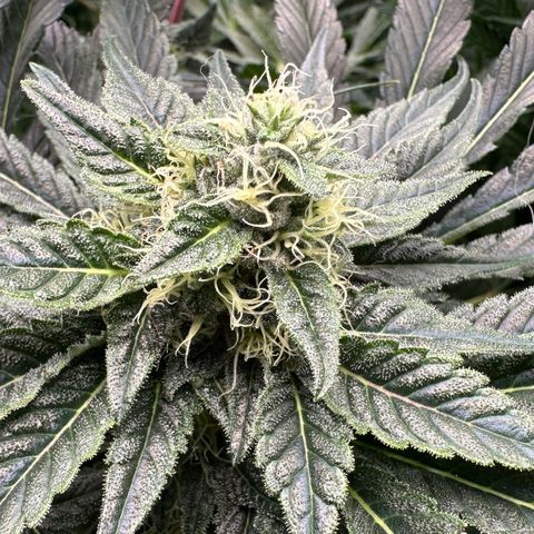 CxLAZ #06 growlog timeline photo