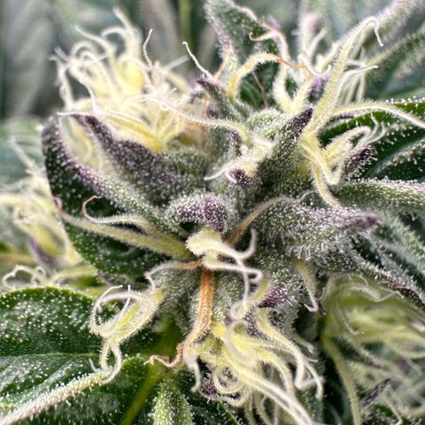 Misc x (LA Kush x Zkittles) #37 42.26g growlog timeline photo